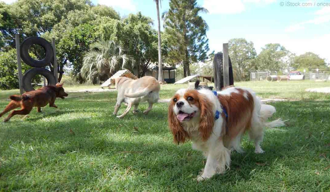 La ciutadania aconsegueix un parc caní
