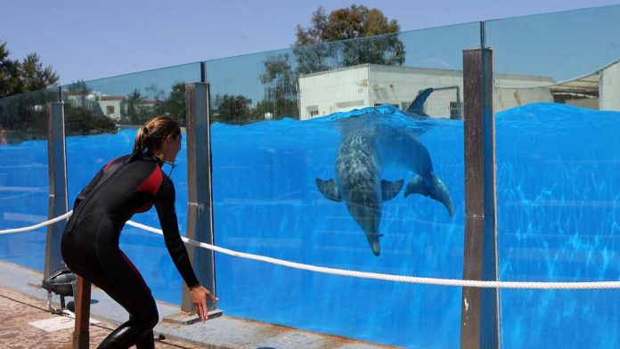 Convertir el delfinario en un centro de recuperación de animales marinos