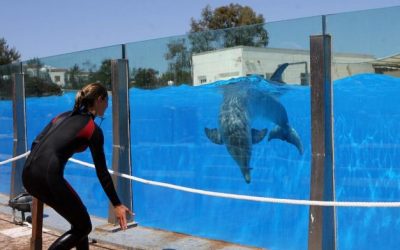 Convertir el delfinario en un centro de recuperación de animales marinos